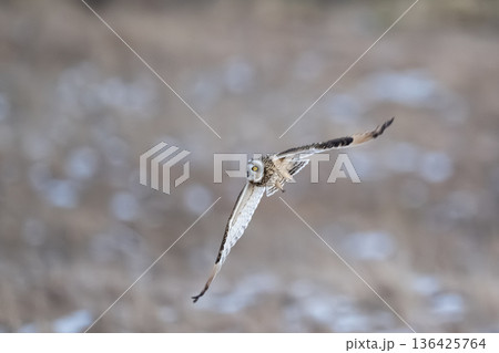 コミミズク 136425764