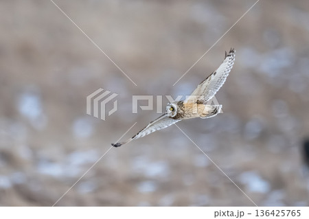 コミミズク 136425765