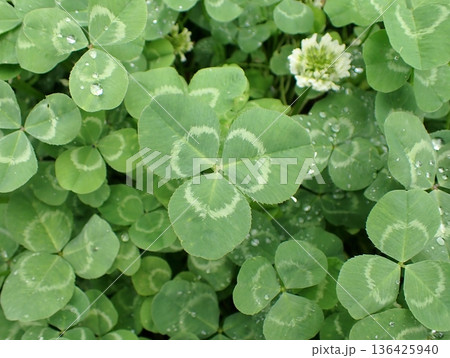 クローバーの葉 136425940