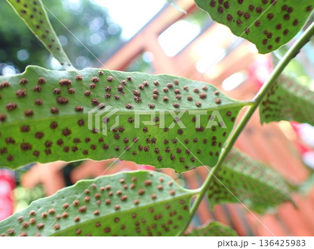 シダ　胞子のう 136425983