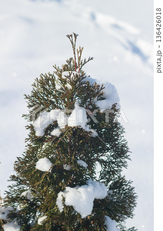Close-up of evergreen thuja branch covered with fresh white snow in winter Close-up of evergreen thuja branch covered with fresh white snow in winter 136426018