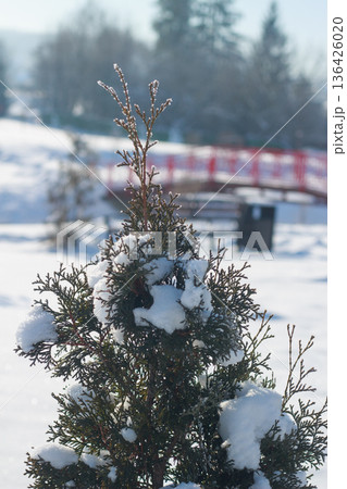 Close-up of evergreen thuja branch covered with fresh white snow in winter 136426020