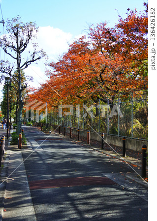 線路沿いに植えられた桜並木の紅葉した秋の情景 線路沿いに植えられた桜並木の紅葉した秋の情景 136426182
