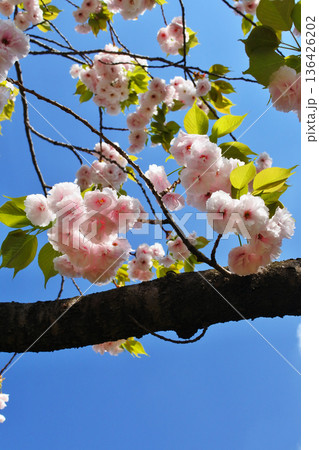 大阪市の河川公園の桜のある情景 大阪市の河川公園の桜のある情景 136426202