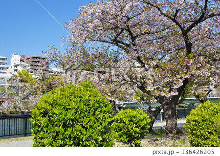 大阪市の河川公園の桜のある情景 136426205