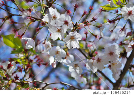 大阪市の河川公園の桜のある情景 136426214