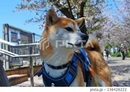 可愛い柴犬のいる心和む情景 可愛い柴犬のいる心和む情景 136426222