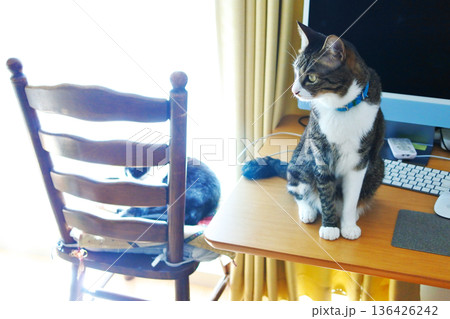 家猫のいる心安らぐひととき 家猫のいる心安らぐひととき 136426242