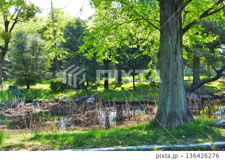 大阪市の河川公園の自然豊かな情景 大阪市の河川公園の自然豊かな情景 136426276
