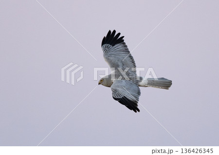 ハイイロチュウヒ 136426345