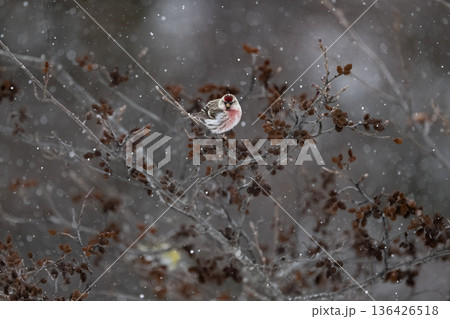 ベニヒワ ベニヒワ 136426518