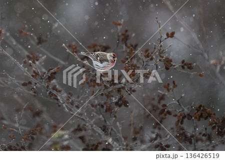 ベニヒワ 136426519