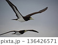 太平洋上、小笠原近海を飛ぶカツオドリのつがい 136426571