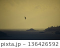 東北大震災後の三陸海岸を飛ぶ一羽の海鳥 136426592