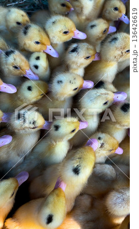 Many newborn ducklings sit closely together. Many newborn ducklings sit closely together. 136426619