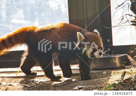 歩くレッサーパンダ 歩くレッサーパンダ 136426875