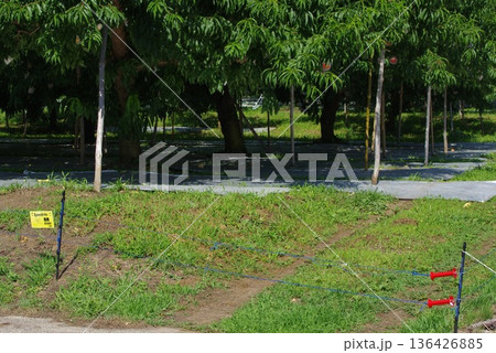 桃畑の電撃柵の出入り口の様子 136426885