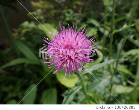 アザミの花 アザミの花 136426893
