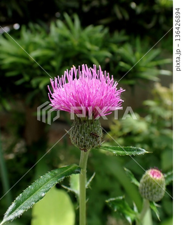 アザミの花 136426894