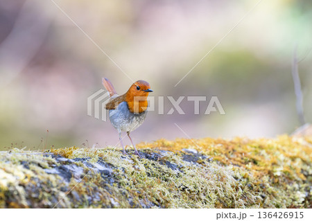 コマドリ 136426915