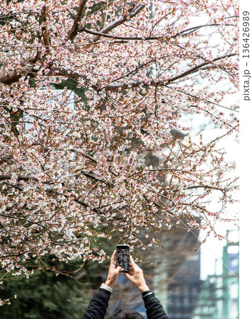 都内の十月桜 136426989