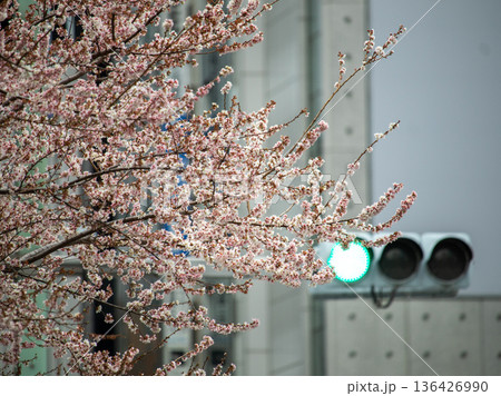都内の十月桜 都内の十月桜 136426990