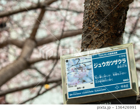 都内の十月桜 136426991