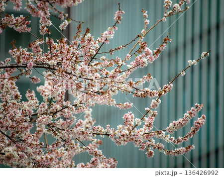 都内の十月桜 136426992