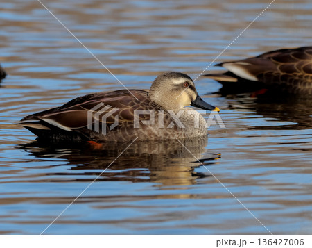 カルガモ 136427006