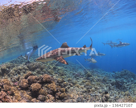 タヒチ・ファカラバの海でシュノーケリングを楽しむ女性｜南国リゾートの水中風景 136427107