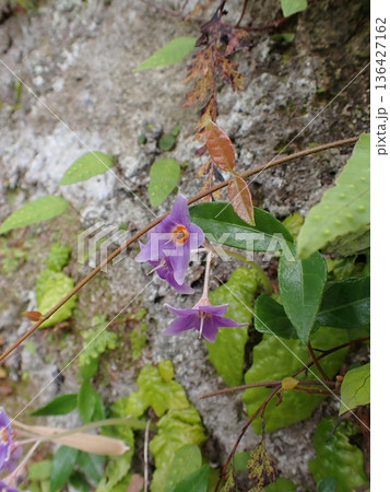 イワタバコの花 鎌倉 イワタバコの花 鎌倉 136427162