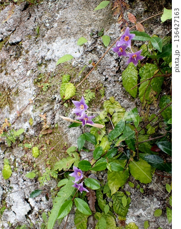イワタバコの花 鎌倉 イワタバコの花 鎌倉 136427163