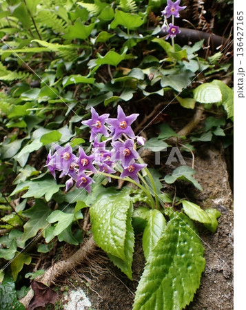 イワタバコの花　鎌倉 136427165