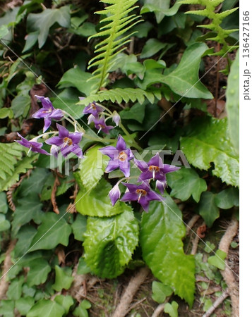 イワタバコの花 鎌倉 イワタバコの花 鎌倉 136427166