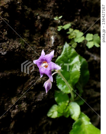 イワタバコの花　鎌倉 136427167