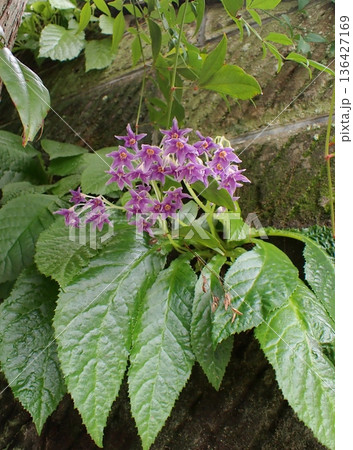 イワタバコの花　鎌倉 136427169