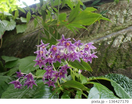 イワタバコの花 鎌倉 イワタバコの花 鎌倉 136427170