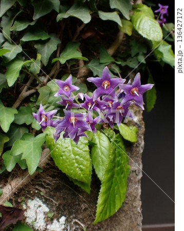 イワタバコの花　鎌倉 136427172