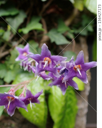 イワタバコの花 鎌倉 イワタバコの花 鎌倉 136427173