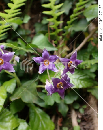 イワタバコの花　鎌倉 136427175