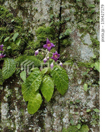 イワタバコの花 鎌倉 イワタバコの花 鎌倉 136427179