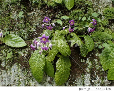 イワタバコの花　鎌倉 136427180
