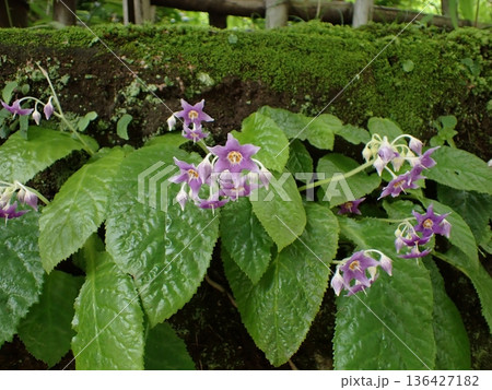 イワタバコの花 鎌倉 イワタバコの花 鎌倉 136427182