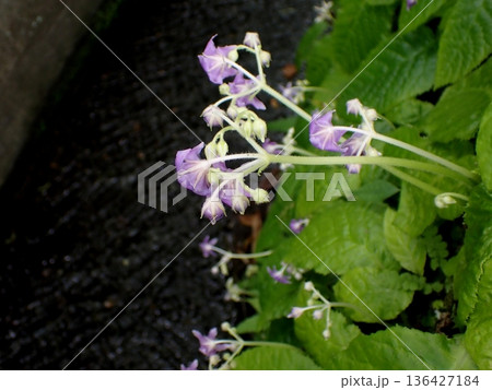 イワタバコの花　鎌倉 136427184