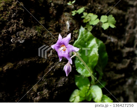 イワタバコの花　鎌倉 136427250