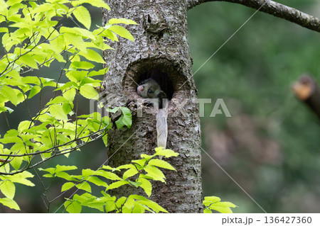 ムササビ 136427360