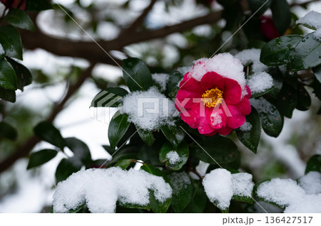雪をかぶったツバキのクローズアップ 136427517