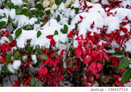 雪をかぶったオタフクナンテンの赤い葉とクロマメノキの青い実 136427518