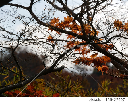 紅葉した葉 紅葉した葉 136427697