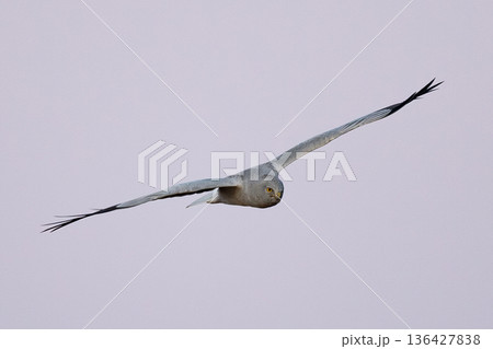 ハイイロチュウヒ ハイイロチュウヒ 136427838